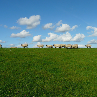 Unexplained Horribly Mutilated Sheep Found on NZ Golf Course