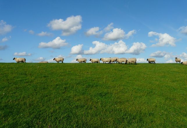 Unexplained Horribly Mutilated Sheep Found on NZ Golf Course