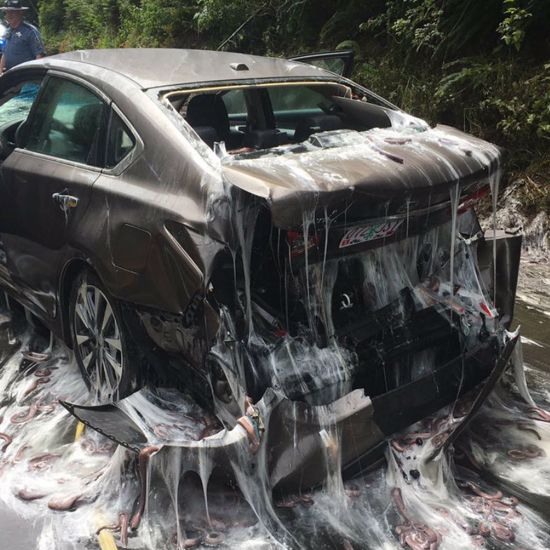 Oregon Highway Covered in Slime in Bizarre Accident