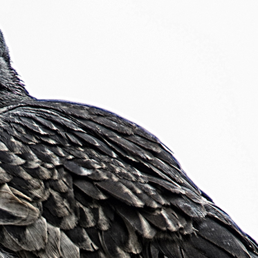 A Church in Brazil Removes Pigeons With Hypnosis