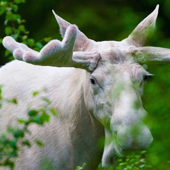 Killing of White Spirit Moose Brings Warnings of Bad Luck