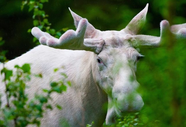 Killing of White Spirit Moose Brings Warnings of Bad Luck