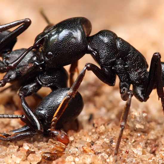 The World’s First Mutant Ants Have Arrived