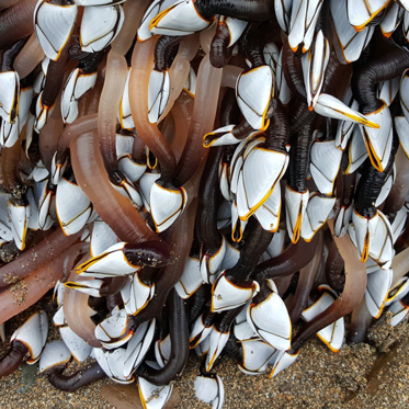 Worm Creature is Seen in Taiwan and a Shell ‘Monster’ in Wales