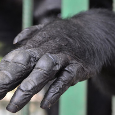 Chimps Have Learned to Play Rock-Paper-Scissors