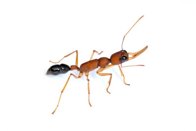 jumping ant 640x427