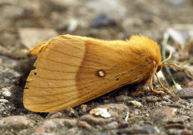 moth 640x446