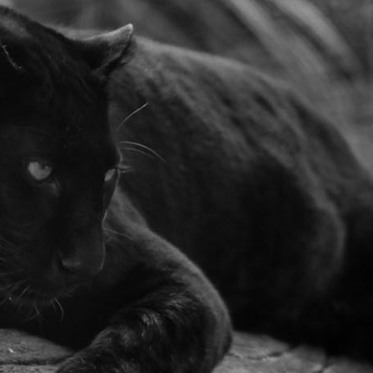 Hunt for Australia’s Mysterious Otway Puma Gains a Big Sponsor