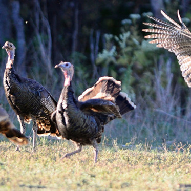 DNA of Turkeys Helps Find Lost Pueblo Civilization