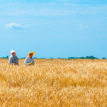 Frustrated Farmer Charges for Viewing Crop Circle