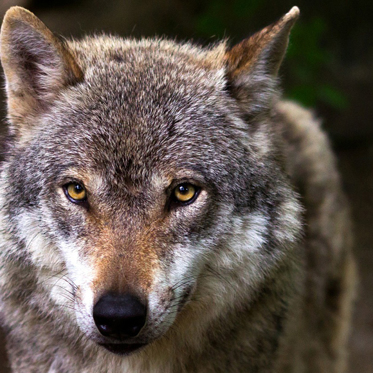 Robotic Super Monster Wolf Protects Flocks in Japan