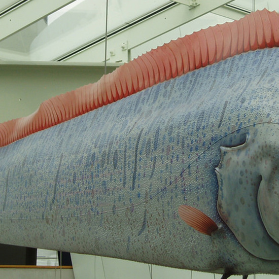 Dead Oarfish Stokes Fears of More Ring of Fire Earthquakes