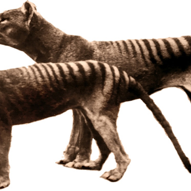 New Tasmanian Tiger Sighting Caught on Video