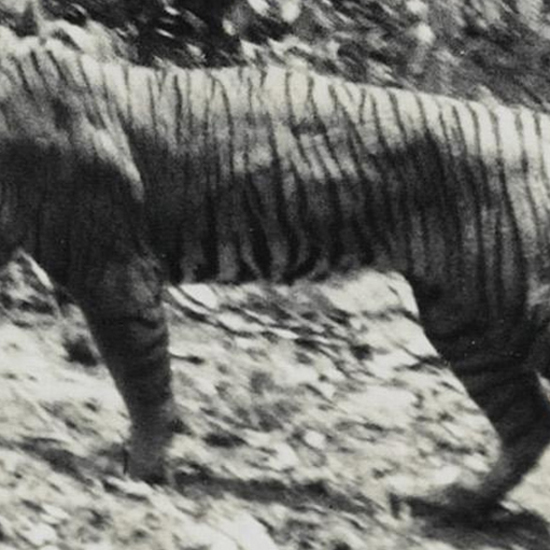 Extinct Javan Tiger Spotted in National Park