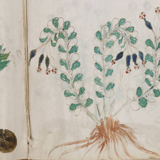 Mysterious Voynich Manuscript May Have Been a Health Manual