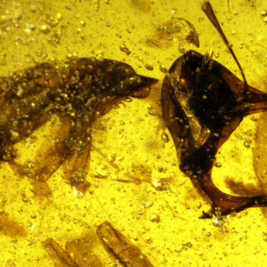 Scientists Discover Vampiric ‘Hell Ants’ with Metal Jaws