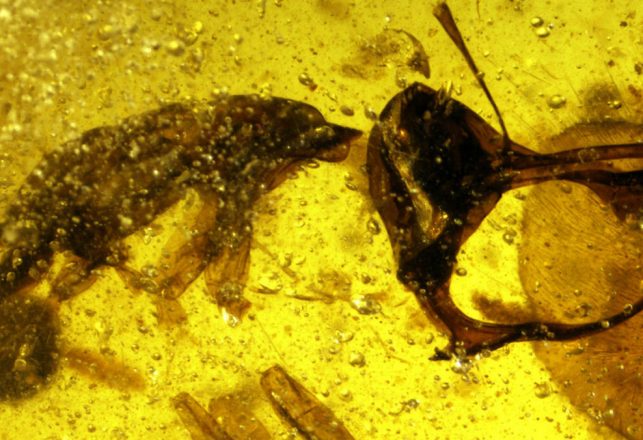 Scientists Discover Vampiric ‘Hell Ants’ with Metal Jaws