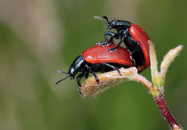beetle sex 640x446