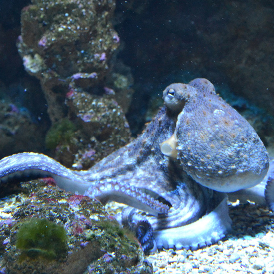 Strange Octopus City Found Off the Coast of Australia