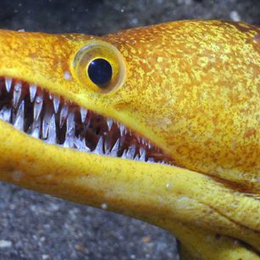 Mysterious Texas Fanged Fish and a One-Ton Russian Sunfish