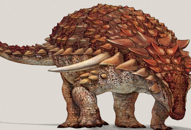 Dinosaur Spikes May Have Been ‘Status Symbols’, Not Armor