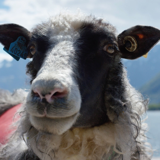 Mysterious Sheep Disappearances Plague Norwegian Shepherds