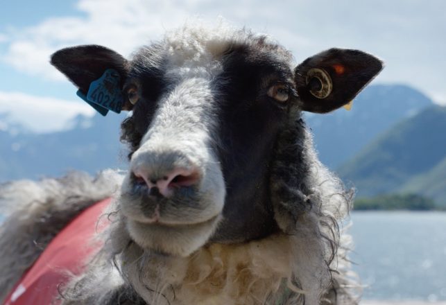 Mysterious Sheep Disappearances Plague Norwegian Shepherds