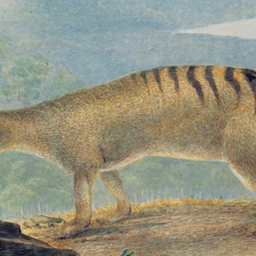 Science Weighs in on Tasmanian Tigers in Australia