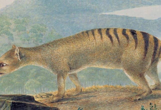 Science Weighs in on Tasmanian Tigers in Australia