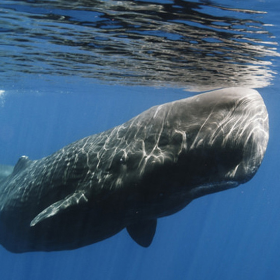 Solar Flares May Drive Sperm Whales to Beach Themselves