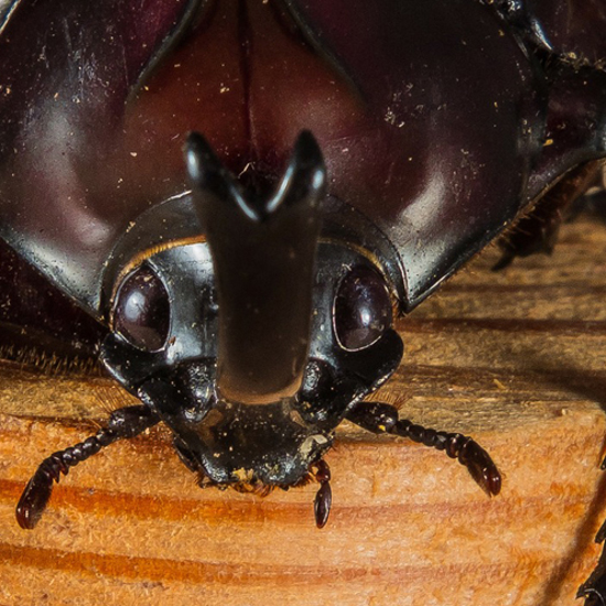 Zombie Beetles Are Attacking Arkansas