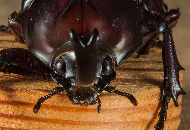 Zombie Beetles Are Attacking Arkansas