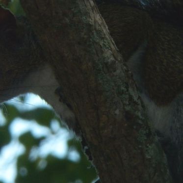 A Mystery Illness is Turning Pennsylvania Wildlife into Zombies