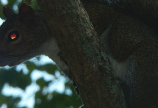 A Mystery Illness is Turning Pennsylvania Wildlife into Zombies