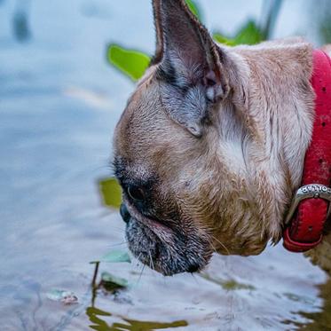 ‘Lough’ Ness Monster Terrifies British Dogs and Dog Walkers