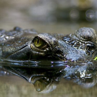 Mystery ‘Crocodile’ Filmed in River Thames