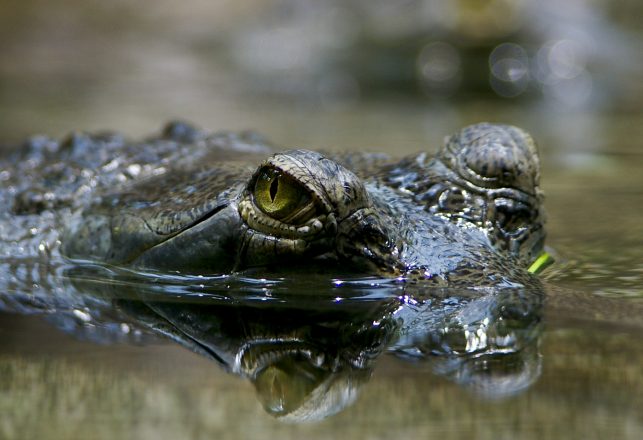 Mystery ‘Crocodile’ Filmed in River Thames