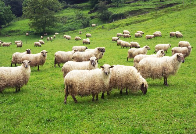 A ‘Mysterious Animal’ Mutilated Ten Sheep and Took Their Organs