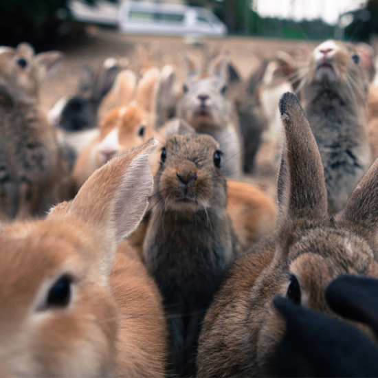 The Mysterious Bunny Island of Japan