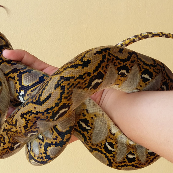Indonesian Man Wrestles 26-Foot Python and Wins