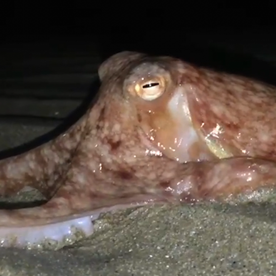 Hordes of Octopuses Walk Out of the Ocean in Wales