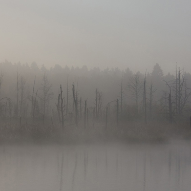 Sasquatch & Skunk Ape: The Same Creature?