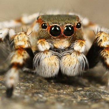 Humans Are Born With a Natural Fear of Spiders and Snakes