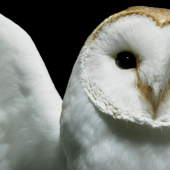 Sneaky Owls in Fantastical Films