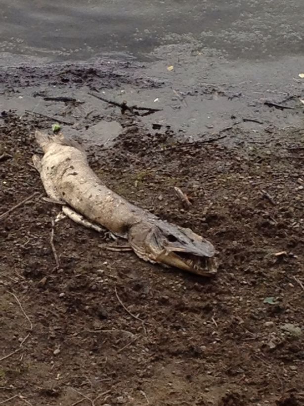 ‘Lough’ Ness Monster Terrifies British Dogs and Dog Walkers