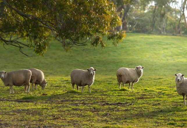 ‘Mystery Animal’ Sought in Horrific Sheep Mutilations