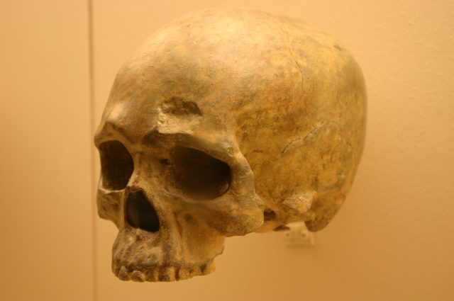 Liujiang cave skull a  Homo Sapiens 68000 Years Old 640x425