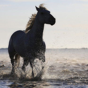 The Horse-Monsters of Scotland