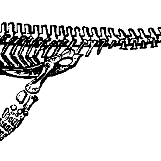 ‘Loch Ness Monster’ Skeleton Up For Sale