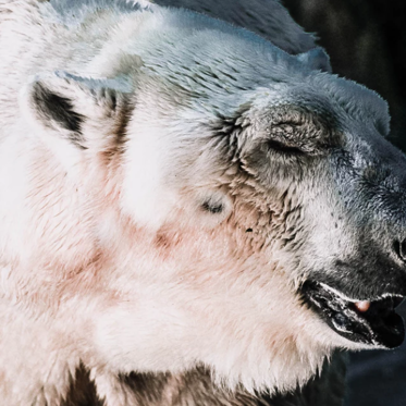 Science Weighs In on Yeti Debate Again, Says Creatures are Likely Just Bears